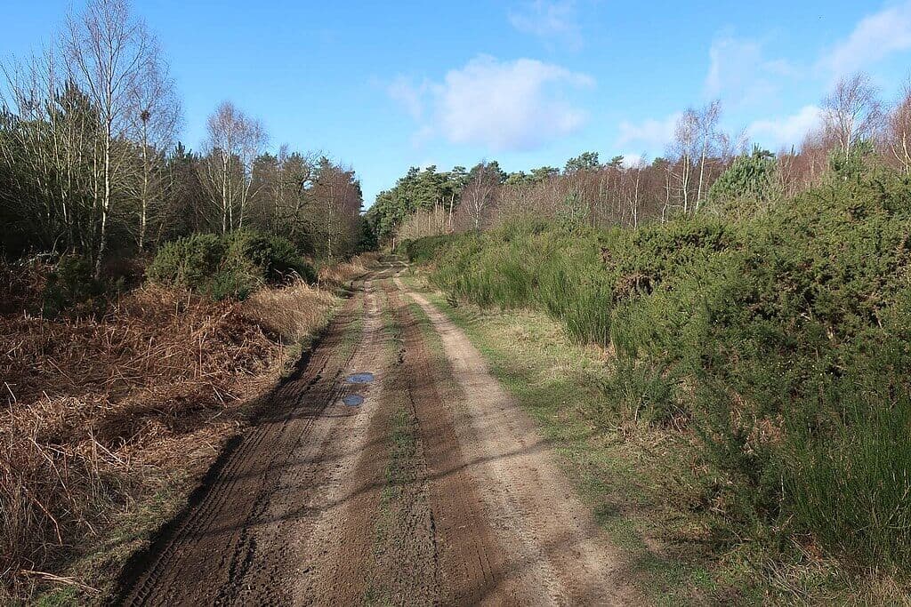 Thetford Forest Brandon Country Park Circuit