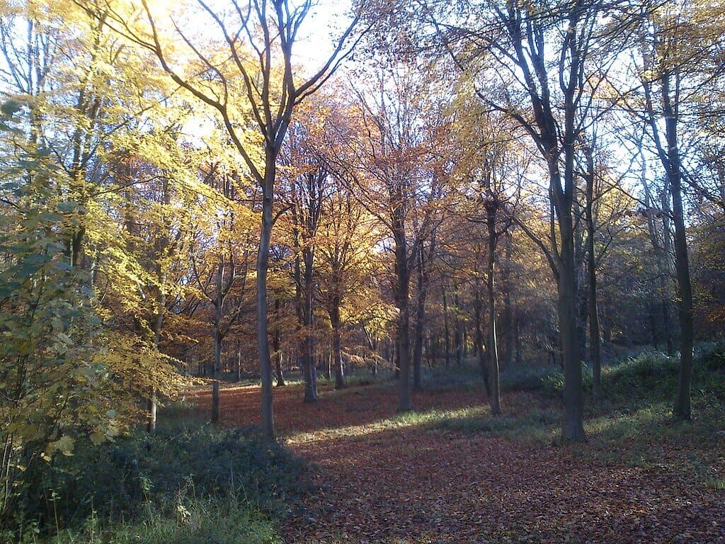Wytham Woods