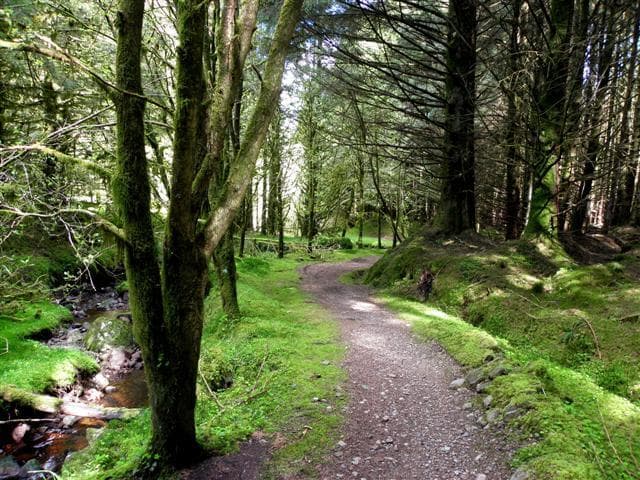 Davagh Forest Dark Skies Loop