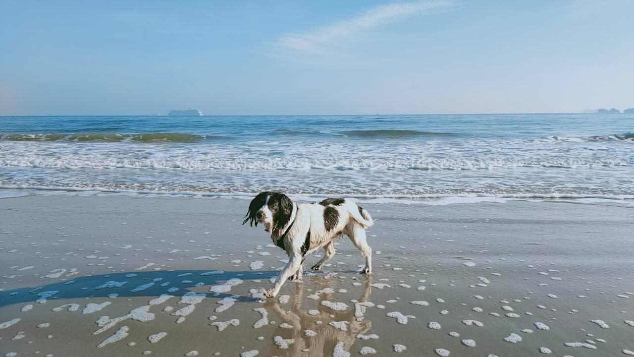 A dog enjoys a dip in the sea during a dog friendly walk on the Dorset coast