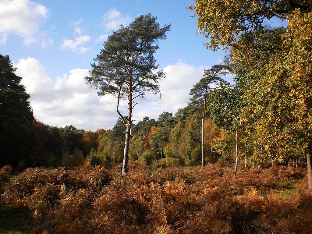 Burnham Beeches