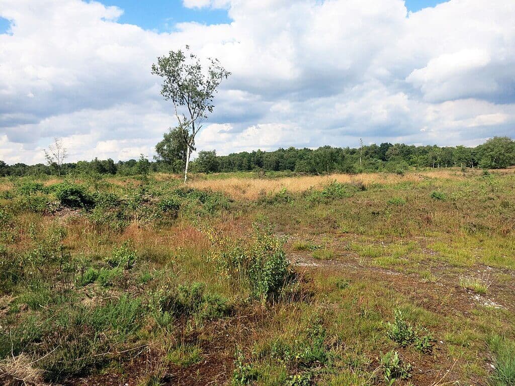 Bucklebury Common