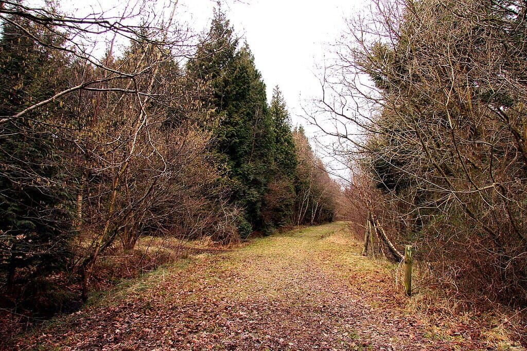 Bernwood Forest and Oakley Wood
