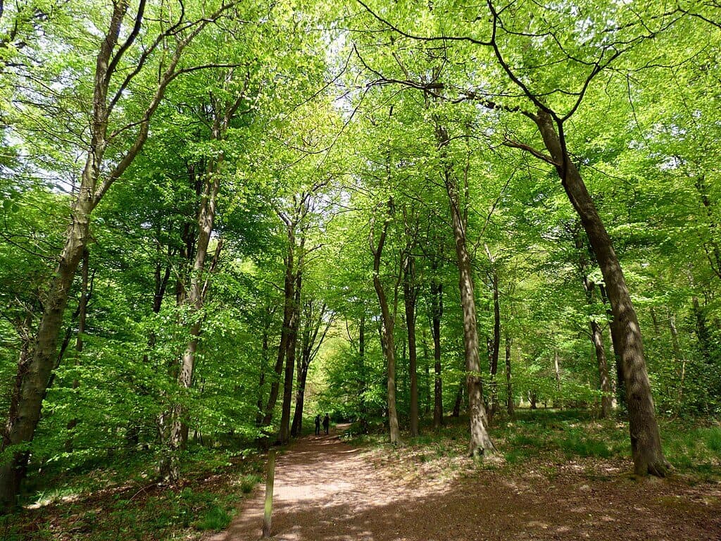 Wendover Woods and Hale Lane Loop