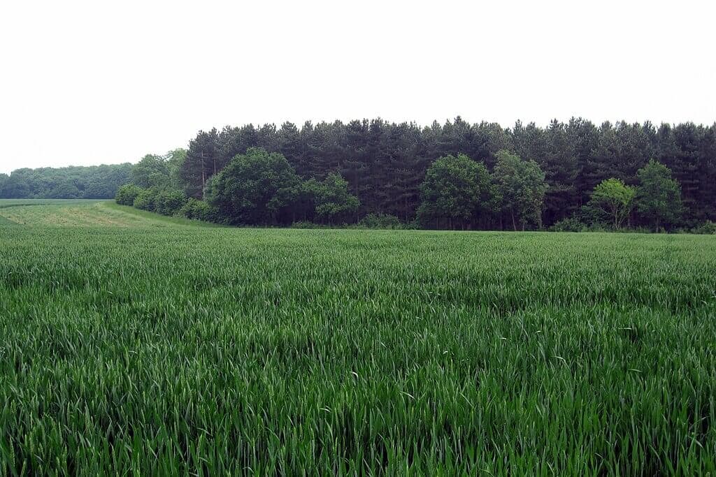 Maulden Wood