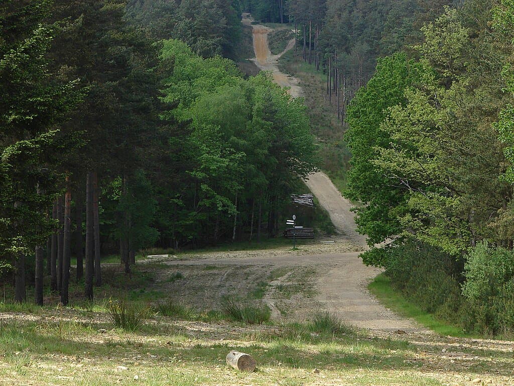 Swinley Forest