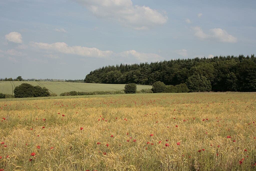 Badby Woods and Fawsley