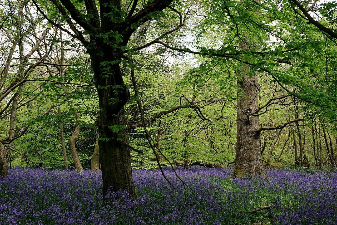 Bluebell Wood and Banstead Woods Circular