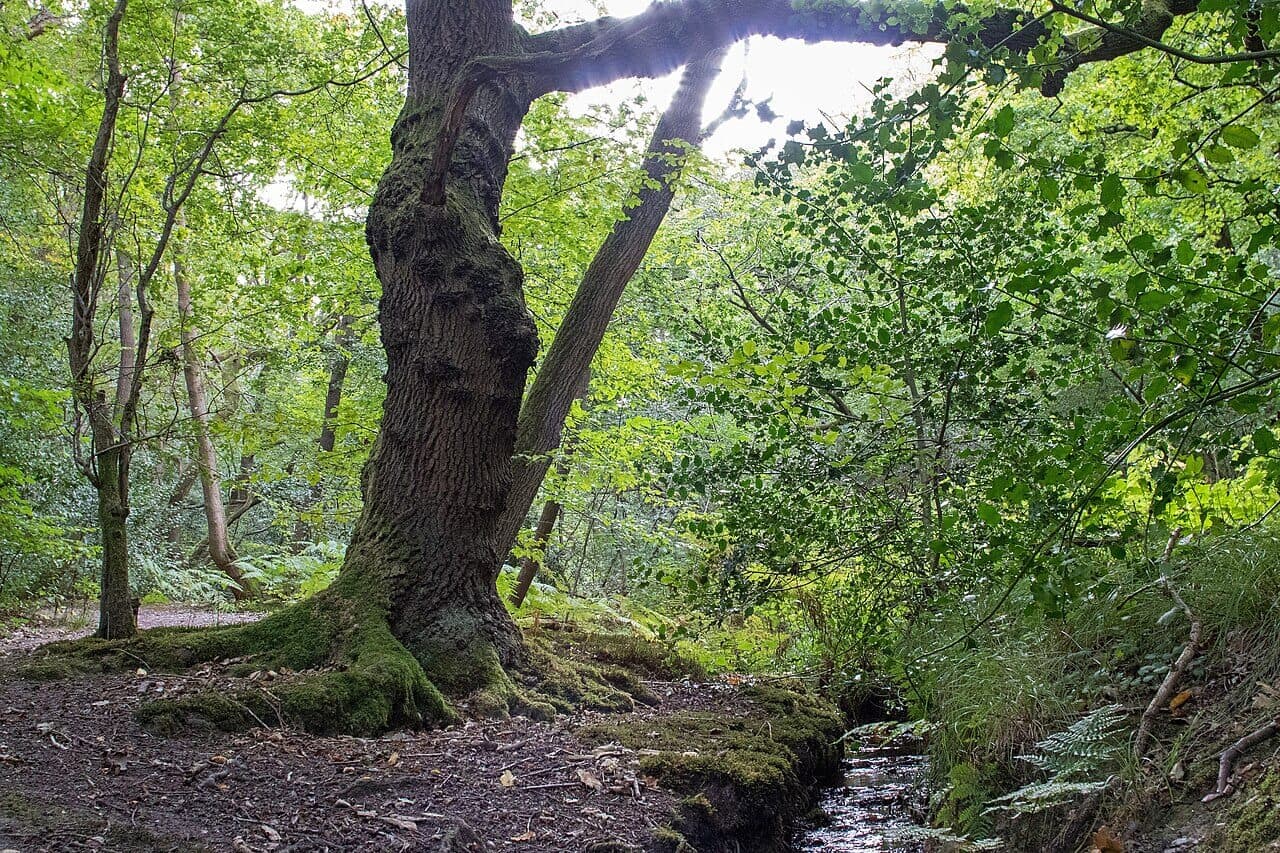Danbury Ridge and Little Baddow Circular
