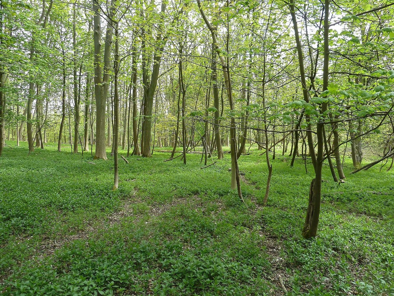Aldbury Nowers and Tring Park Circular