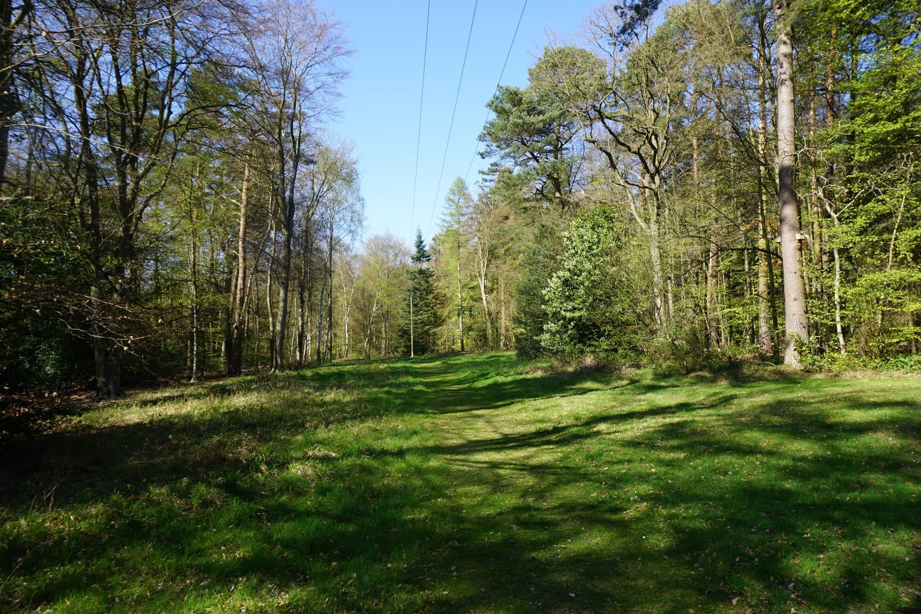 Brandon Country Park and Forest Walk