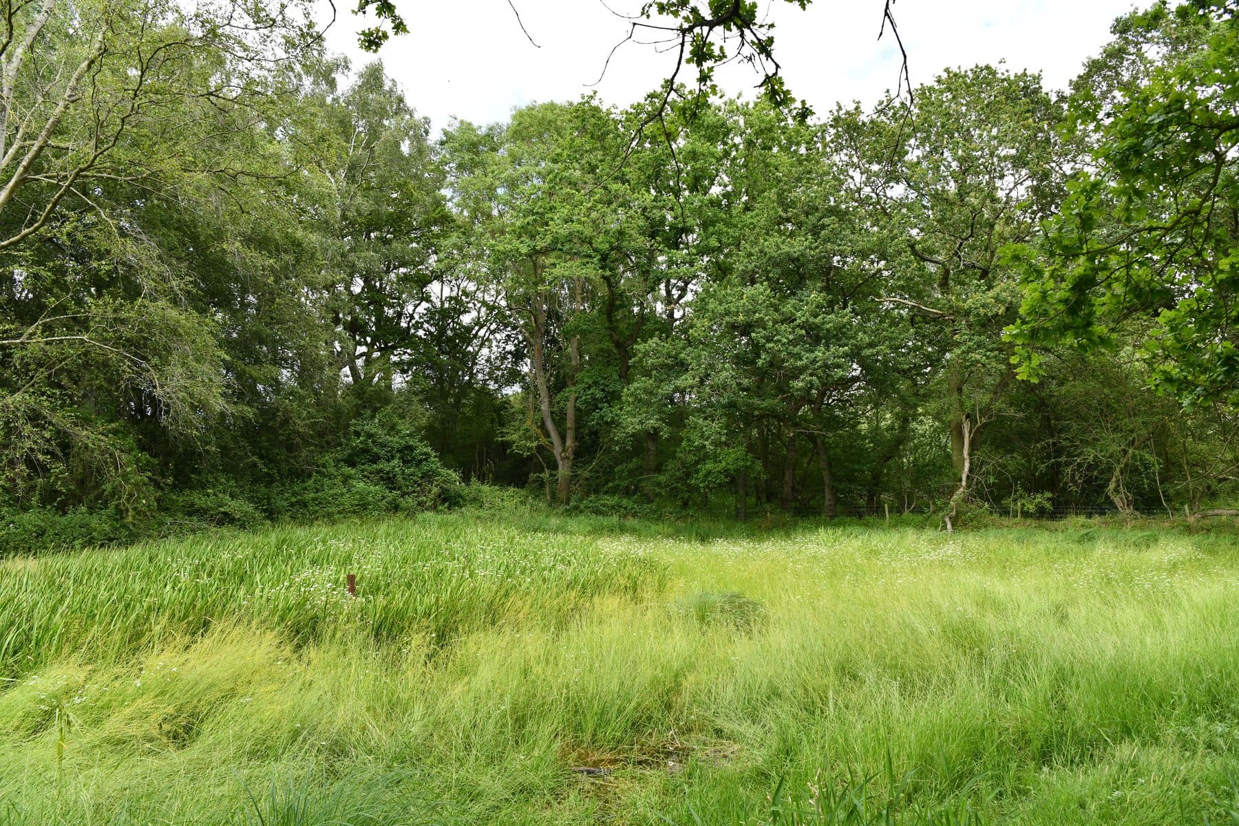 Breckland: Thetford Forest Pingo Trail