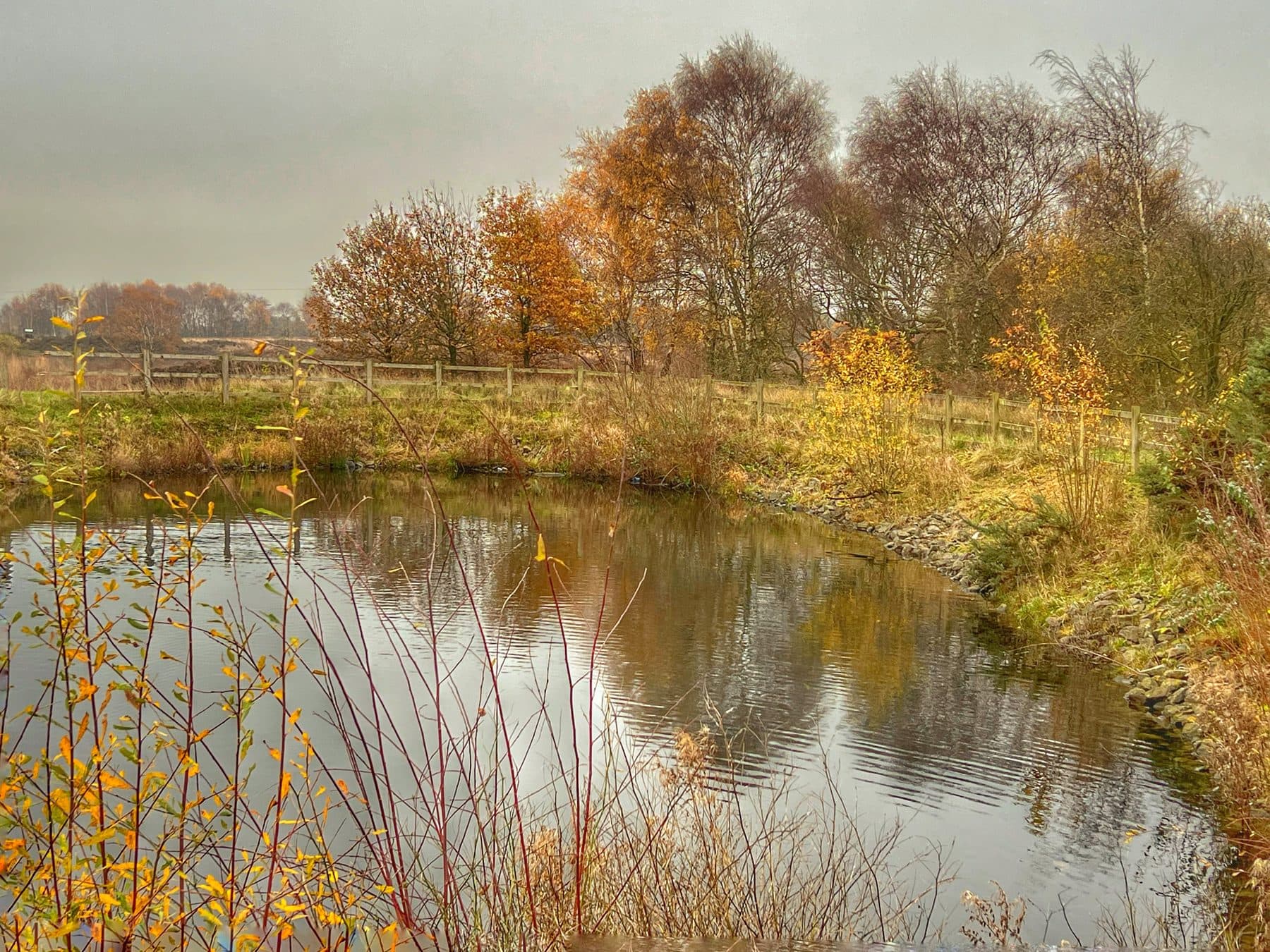 Chasewater Country Park Circular