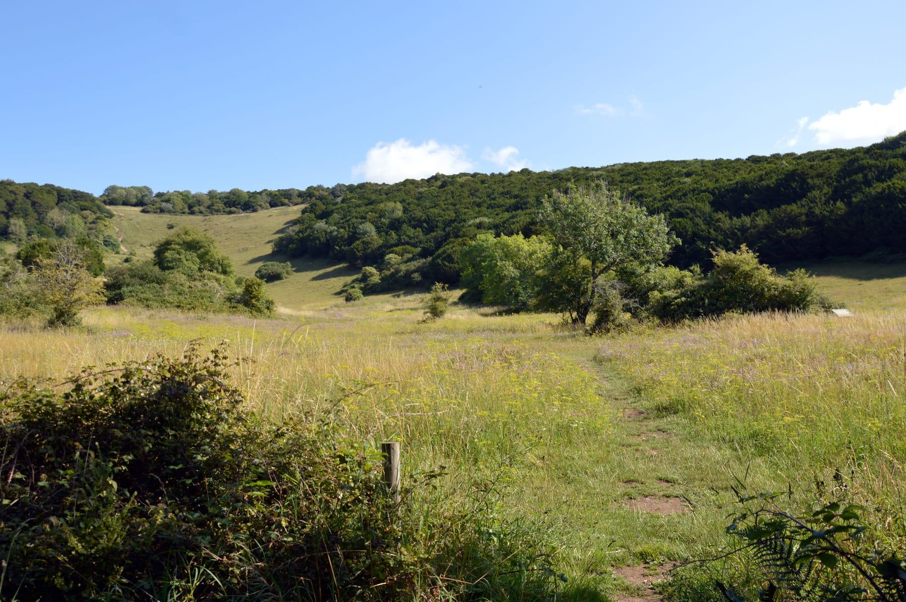 Kingley Vale National Nature Reserve Walk