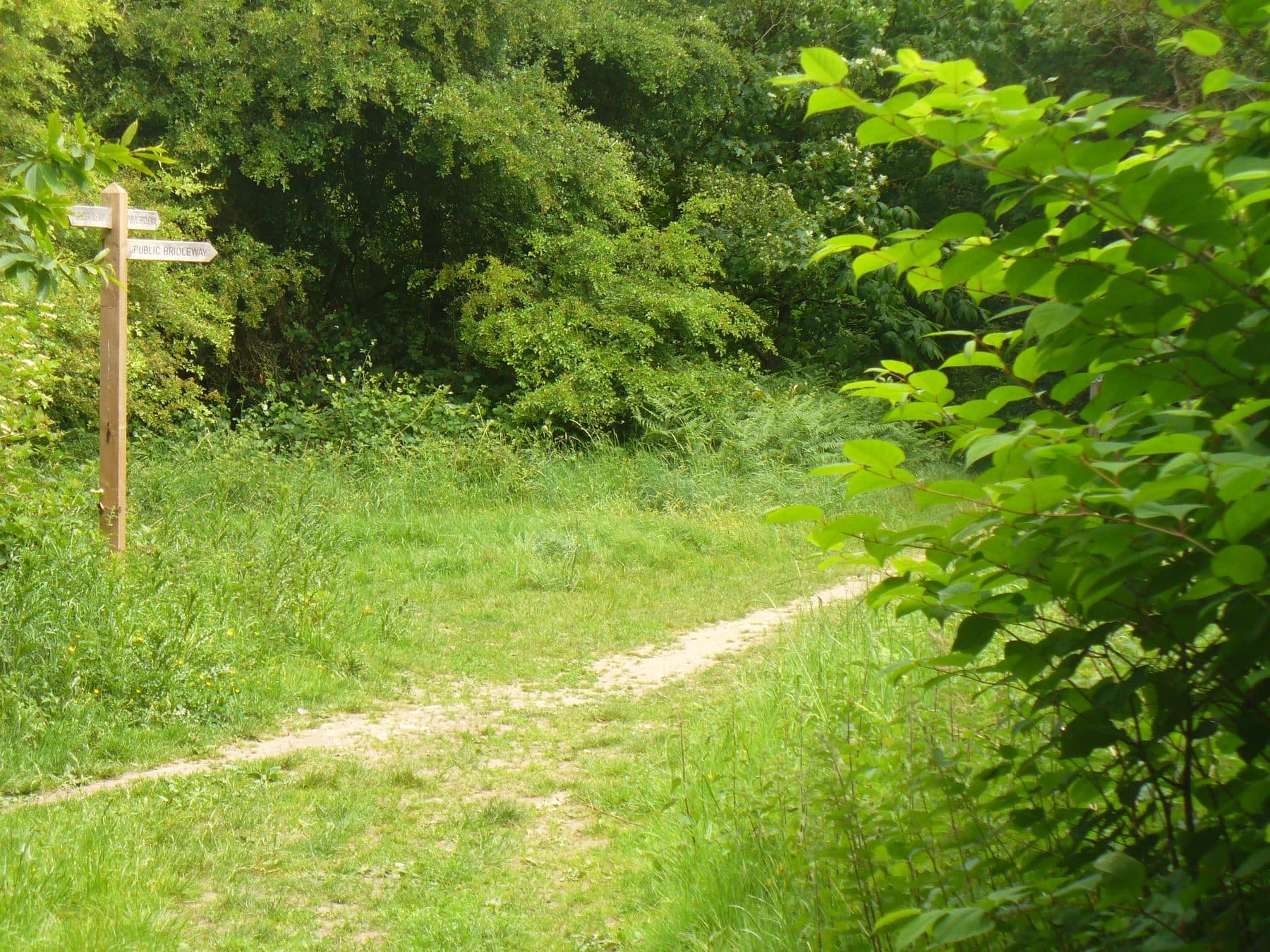 Ranmore Common and Denbies Vineyard Walk