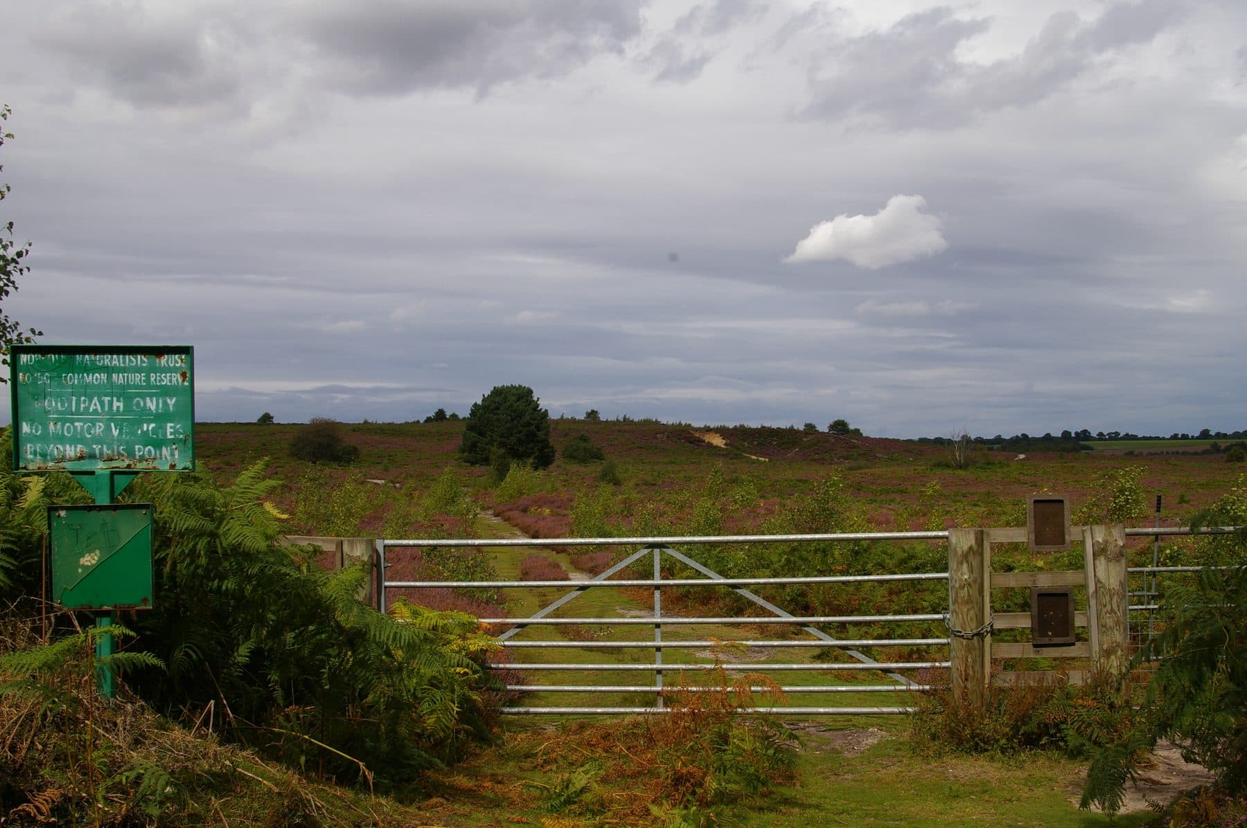 Roydon Common and Dersingham Bog Walk