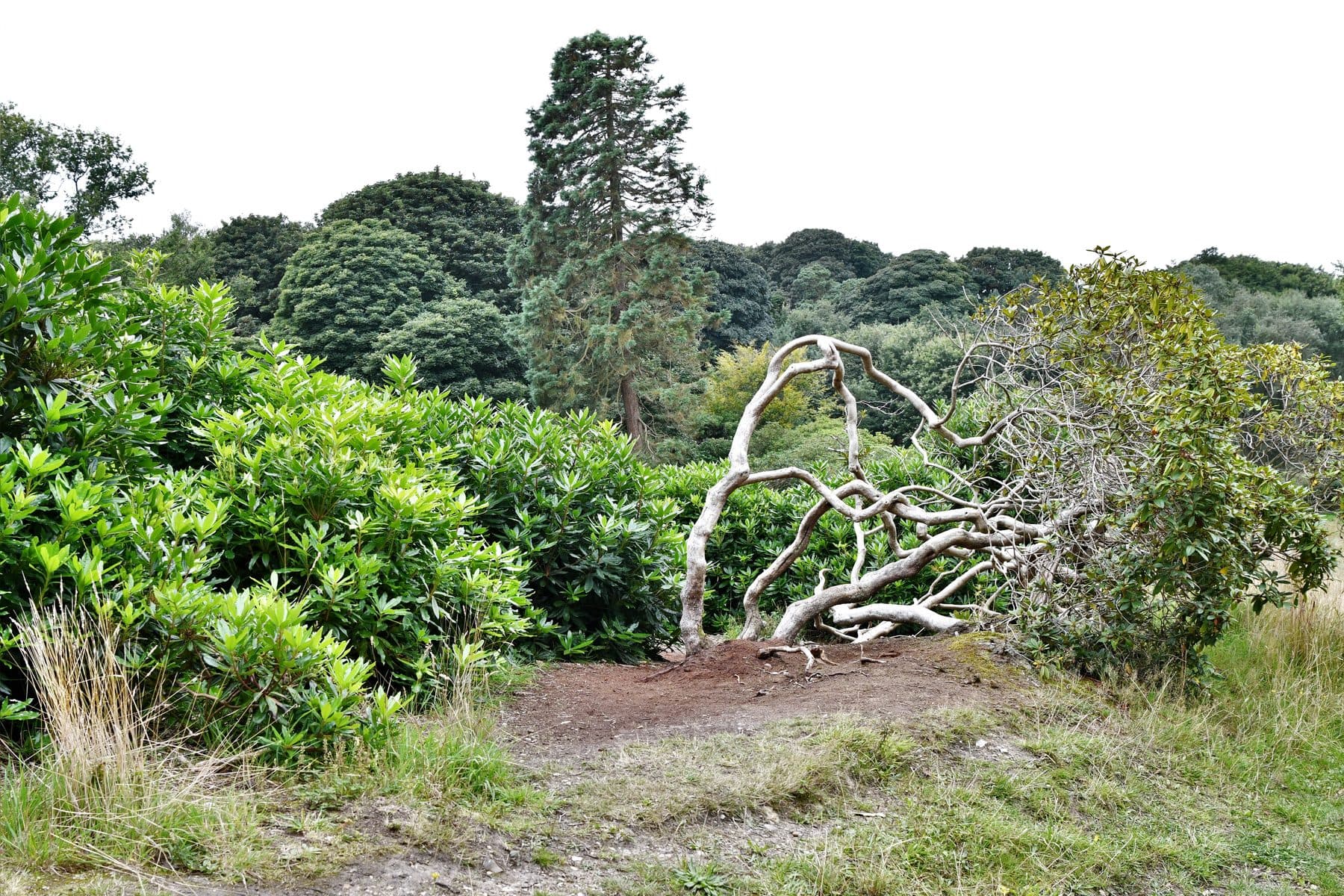 Sheringham Park Rhododendron Walk