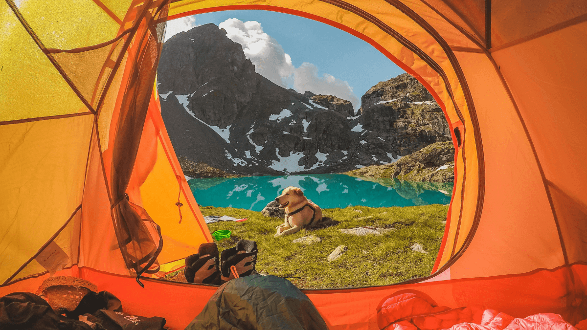 Dog relaxes outside of the tent whilst camping