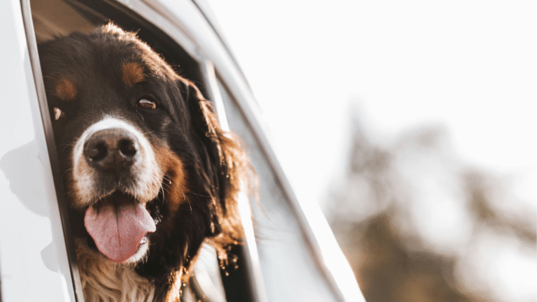 Dog looks out of a van window