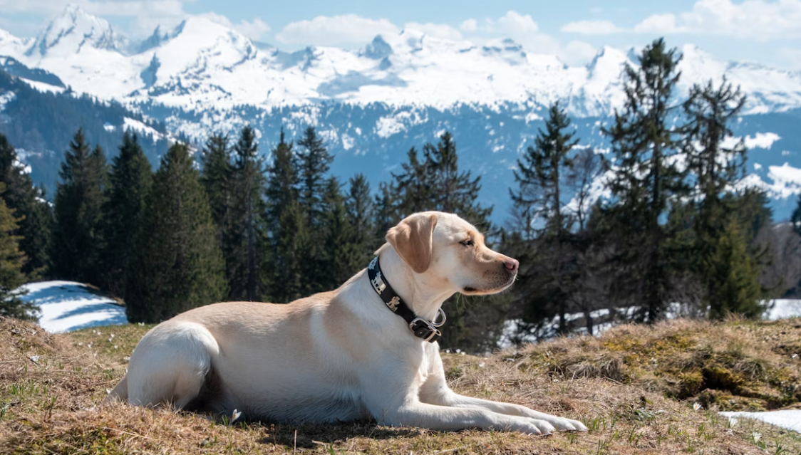 labrador retriever relaxes in the mountains