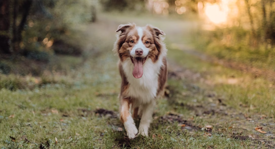 australian shepherd on a hike / walk in the woods