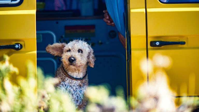 dog sits in a yellow van on a camping trip