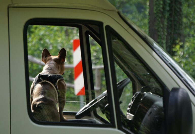 Dog looks out of a van window into a woodland