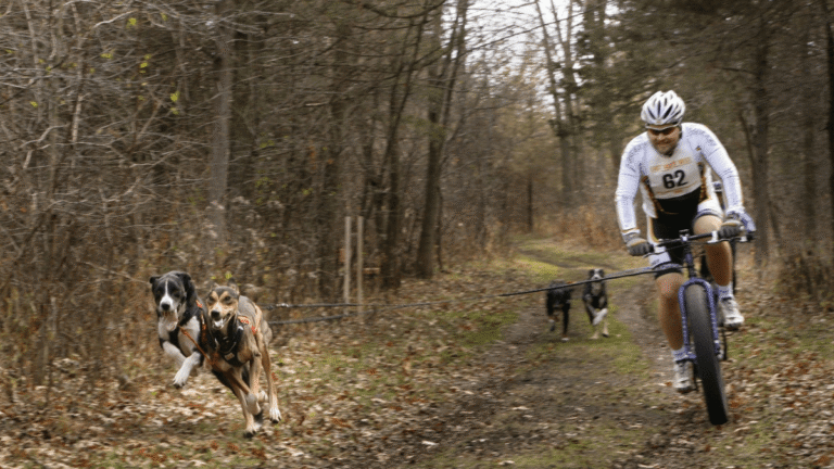 Man participates in bikejoring with his two dogs