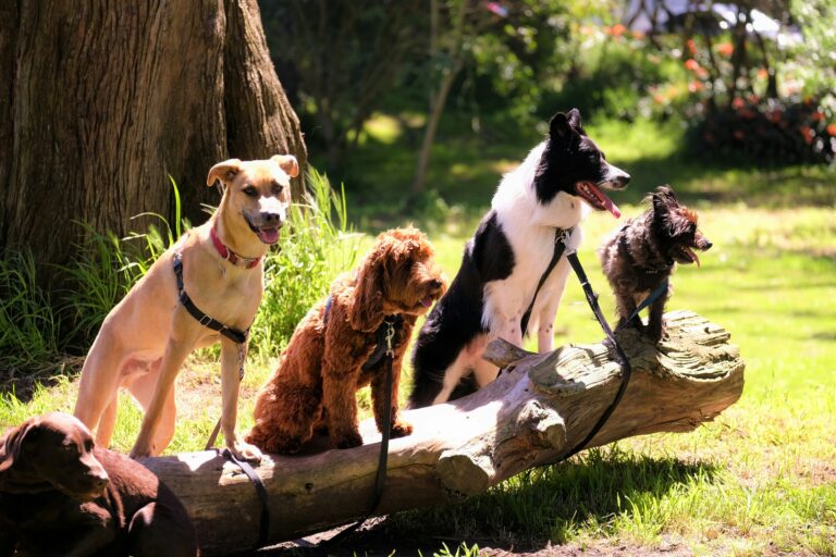 Mix of different dog breeds stand on a log mid-hike