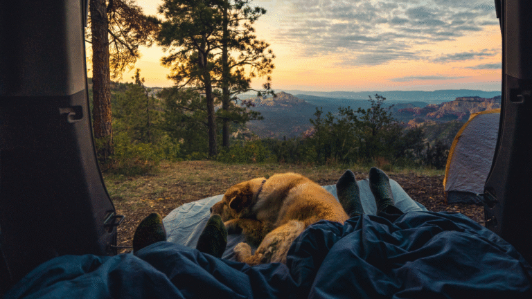 well trained dog relaxes calmly whilst camping