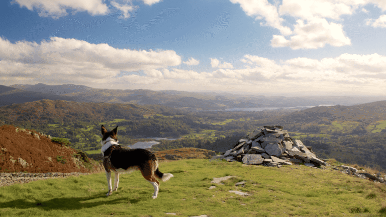 Dog looks out over the majestic Peak District mid hike