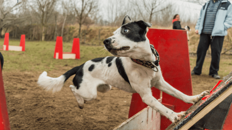 Dog participates in flyball