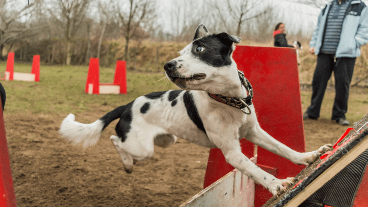 Dog participates in flyball