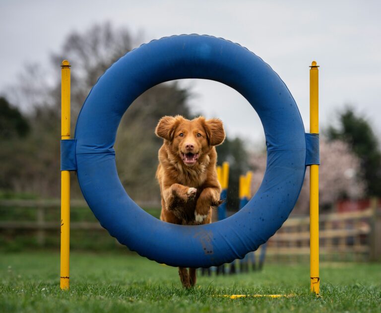 dog performs in agility course