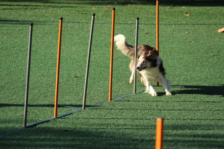collie dog weaves through poles in agility session