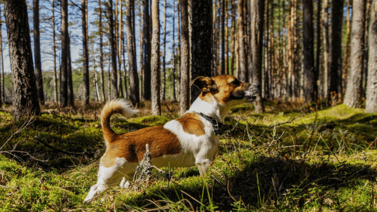Jack Russell Terrier on a hike