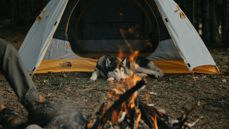 Husky dog enjoying a wild camping trip by the fire