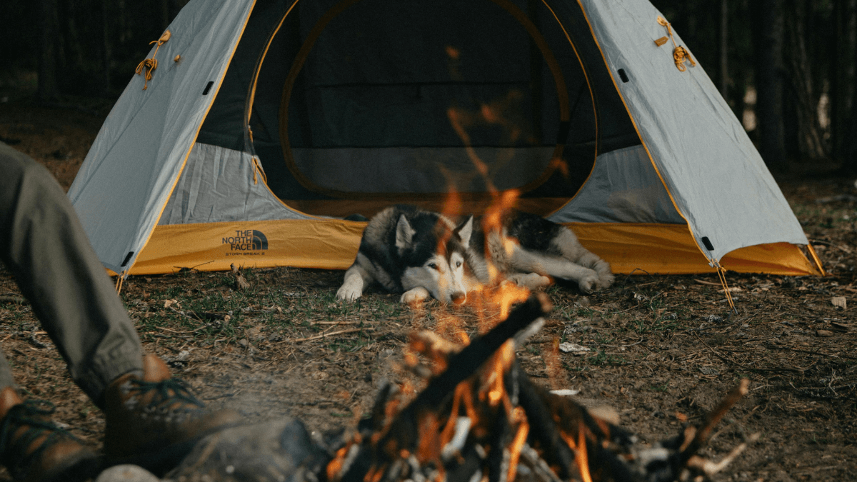 Husky dog enjoying a wild camping trip by the fire