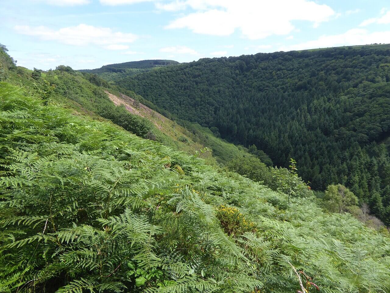 A shot from high above the Teign Gorge showing the vast green lands, perfect for a dog friendly walk in Dartmoor National Park