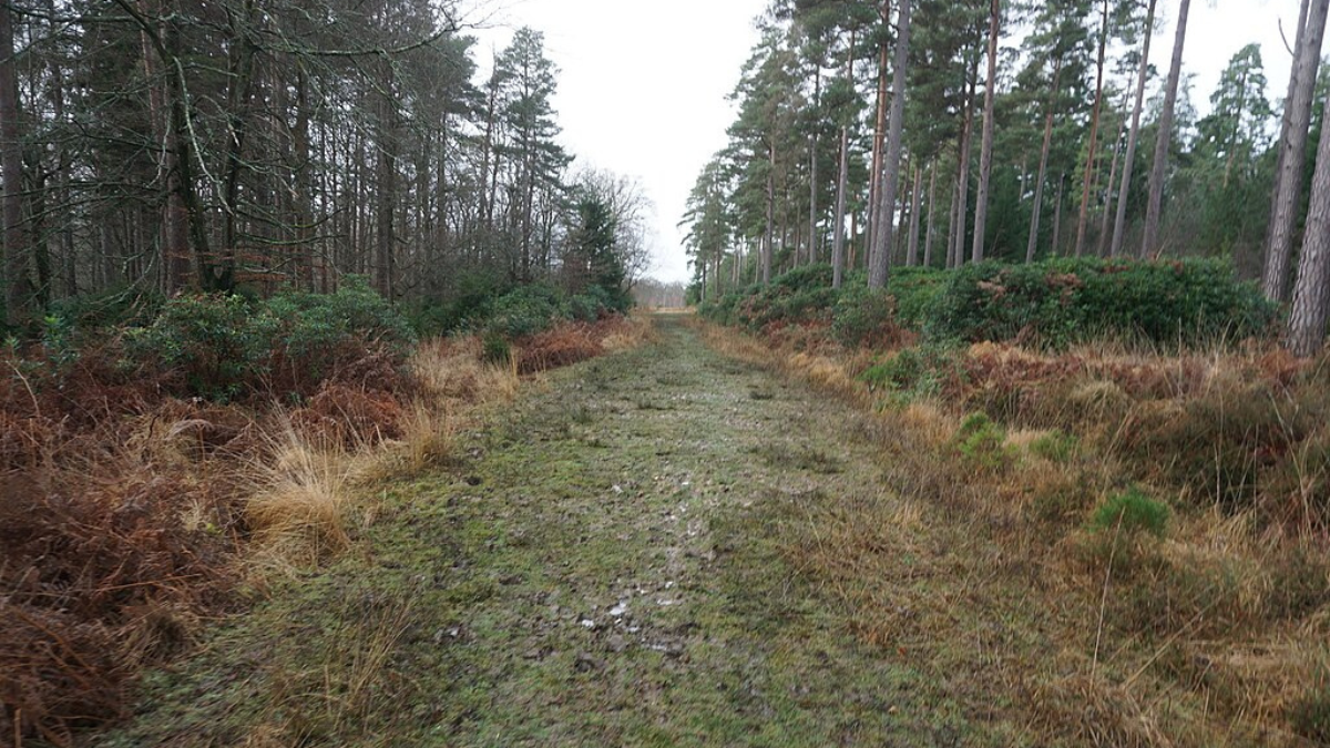 Blackwater Arboretum / Tall Trees