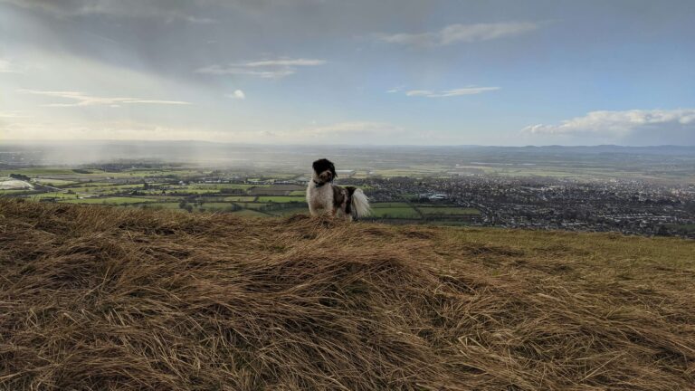 A dog enjoys a dog friendly walk on Cleeve Hill in the Cotswolds with a scenic background