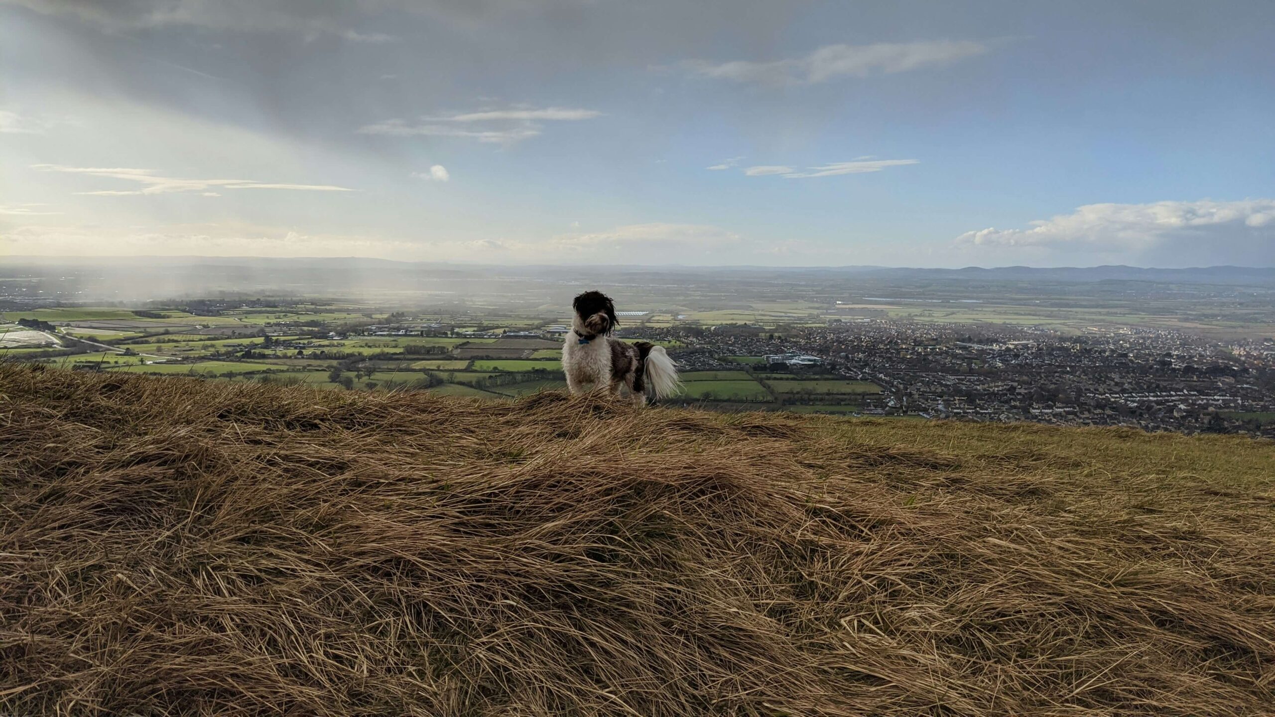 A dog enjoys a dog friendly walk on Cleeve Hill in the Cotswolds with a scenic background