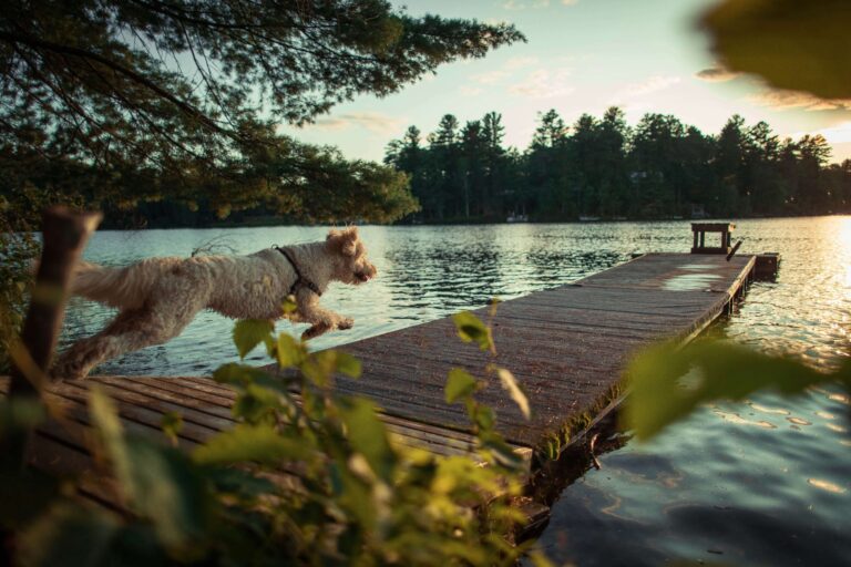A dog sprints down a dock preparing to dive into a serene lake
