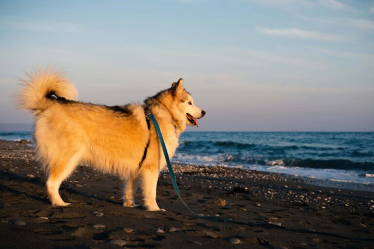A dog looks out into the sea on a beach in Cornwall during the Atlantic Highway road trip