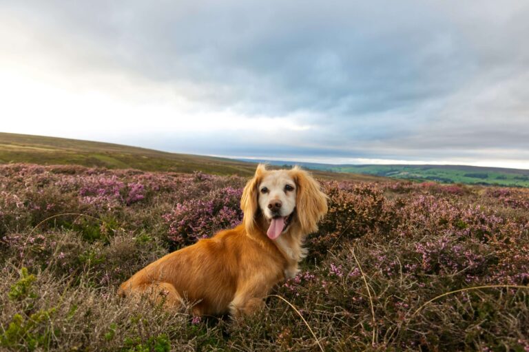 A dog poses mid walk in the Yorkshire Dales whilst on a camping trip.