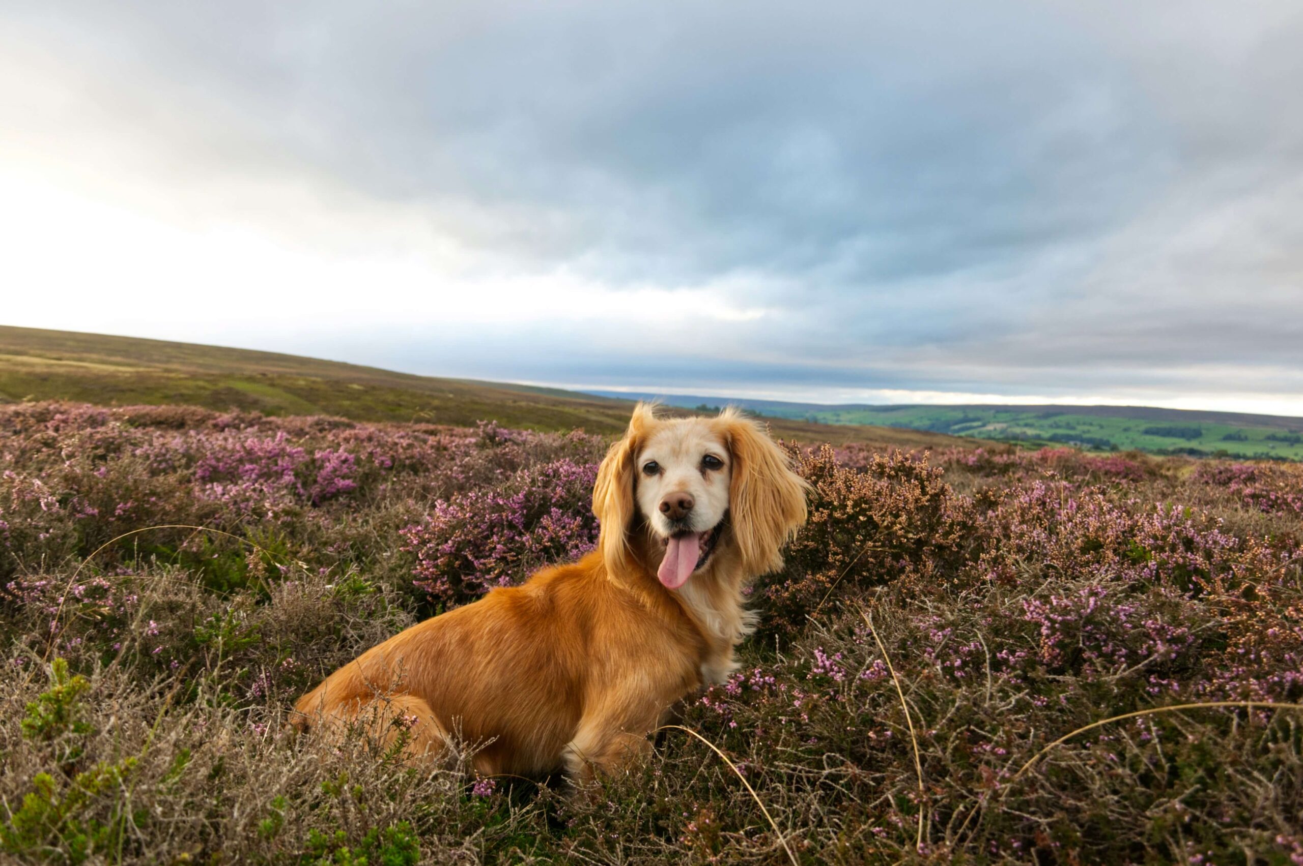 A dog poses mid walk in the Yorkshire Dales whilst on a camping trip.