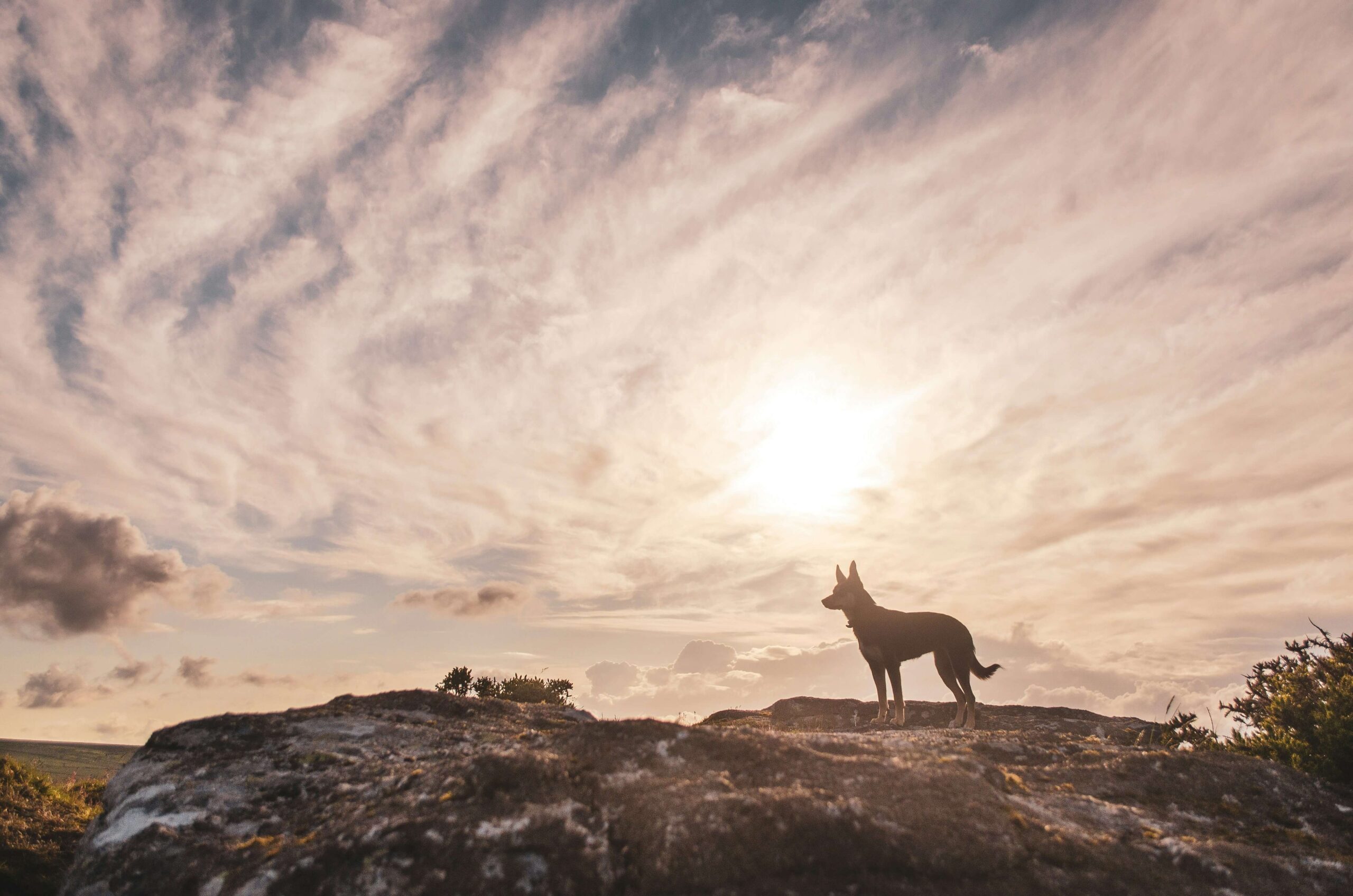 A dog looks out from the peak of a Tor during a dog-friendly walk / hike at Dartmoor National Park