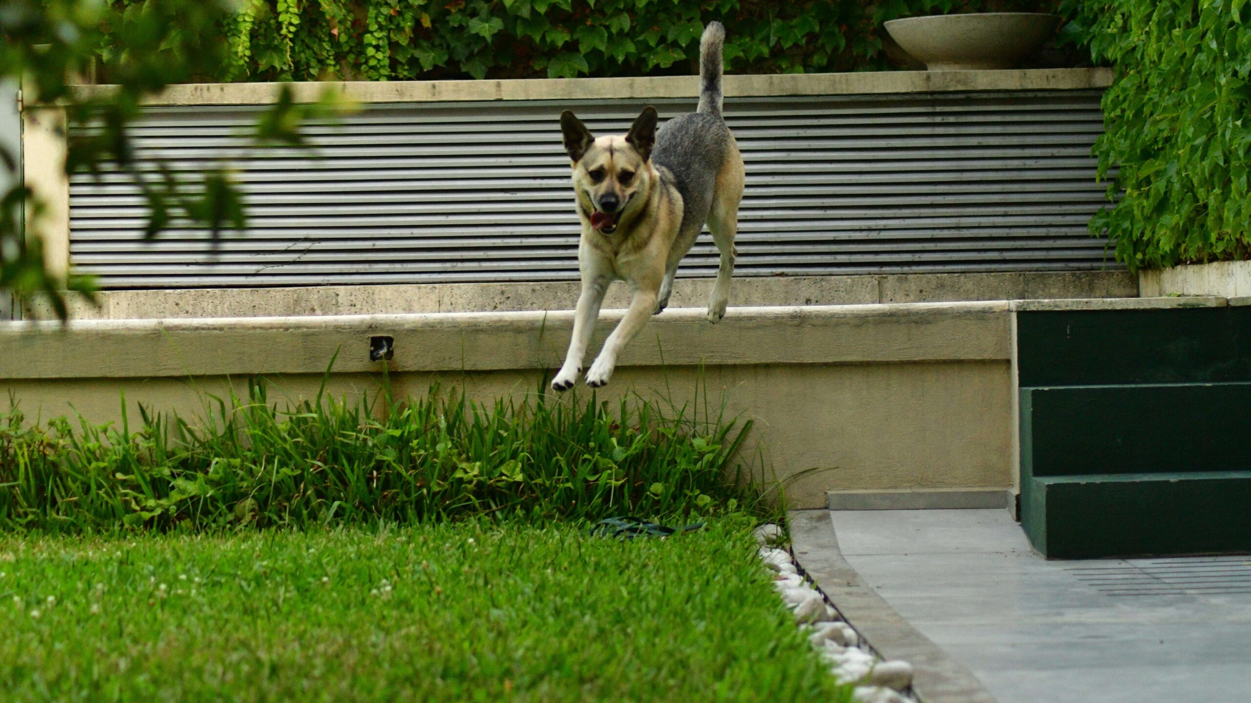 Dog learns parkour tricks in the garden
