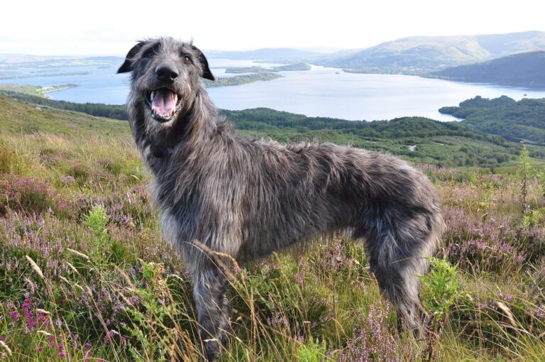 A happy dog enjoys his walk on the Eastside of Lock Lomond