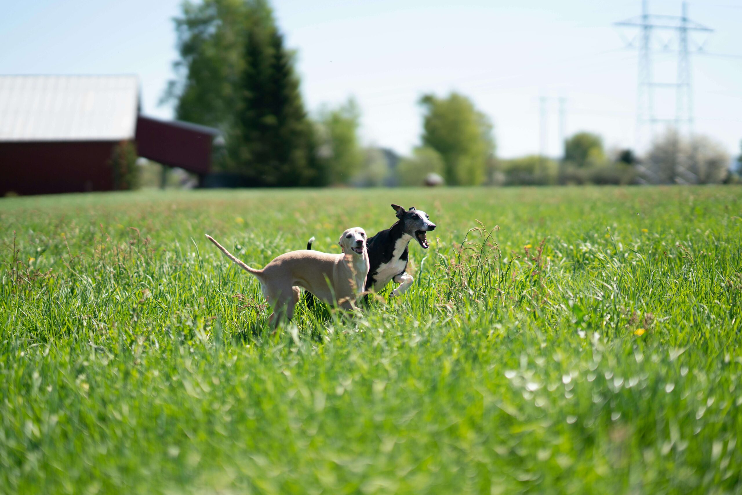 2 sighthounds in a field lure coursing